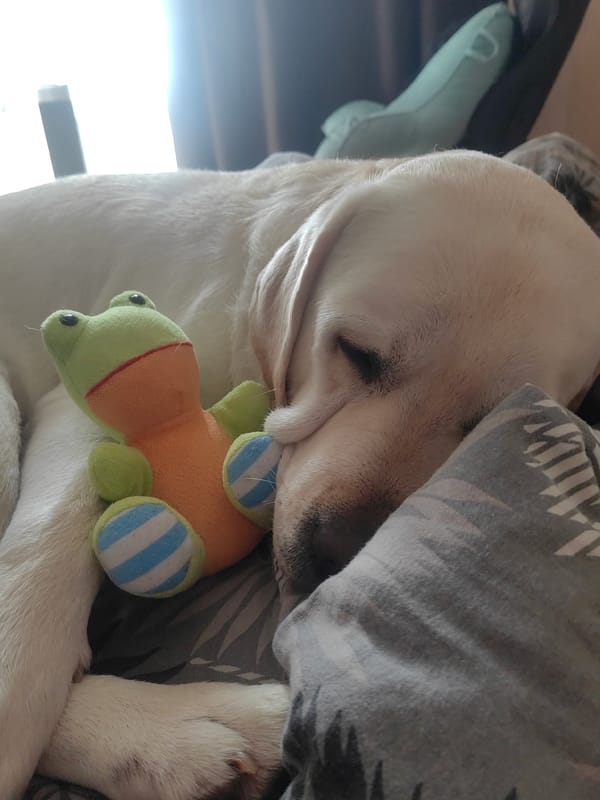 White Labrador sleeps with stuffed frog toy in Mytishchi
