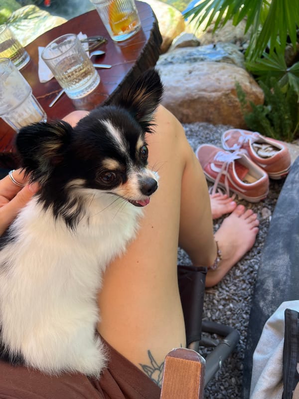 Person relaxes with Papillon dog at Đà Nẵng café