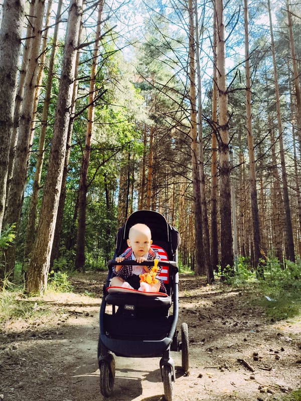 Morning walk through a sunlit pine forest in Chaikovsky
