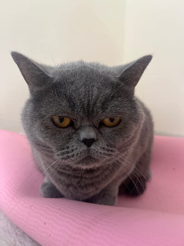 British Shorthair cat photographed on pink yoga mat in Saint Petersburg