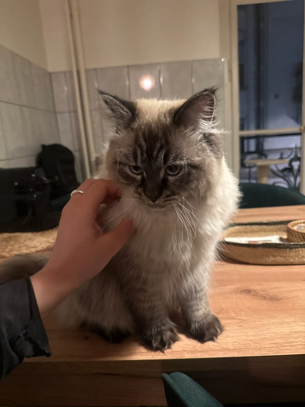 Ragdoll cat spotted in multiple indoor locations in Geneva
