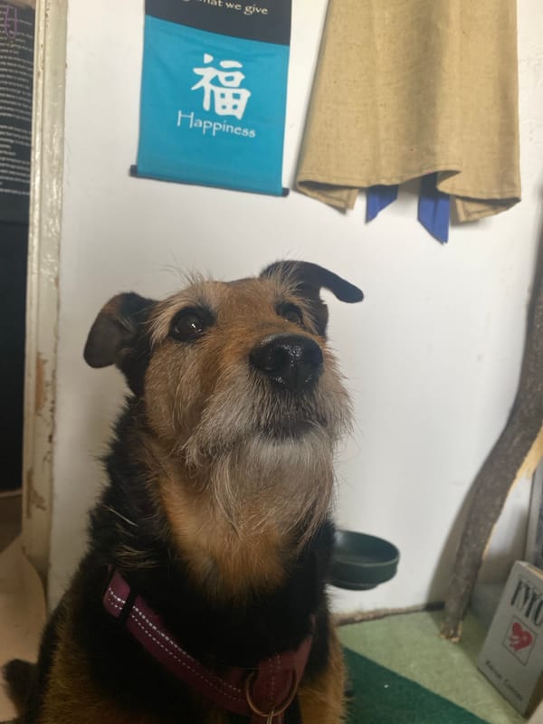 Terrier spotted with burgundy collar near blue banner in Khimki