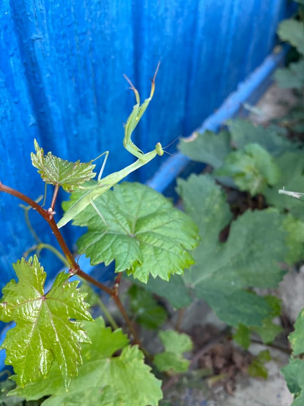Praying mantis explored up close in a Russian backyard setting