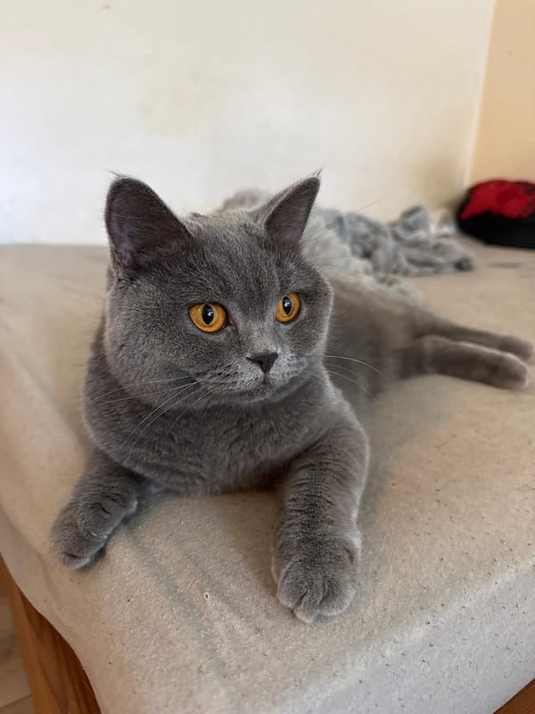 A lazy morning with a British Shorthair cat in Szczecin
