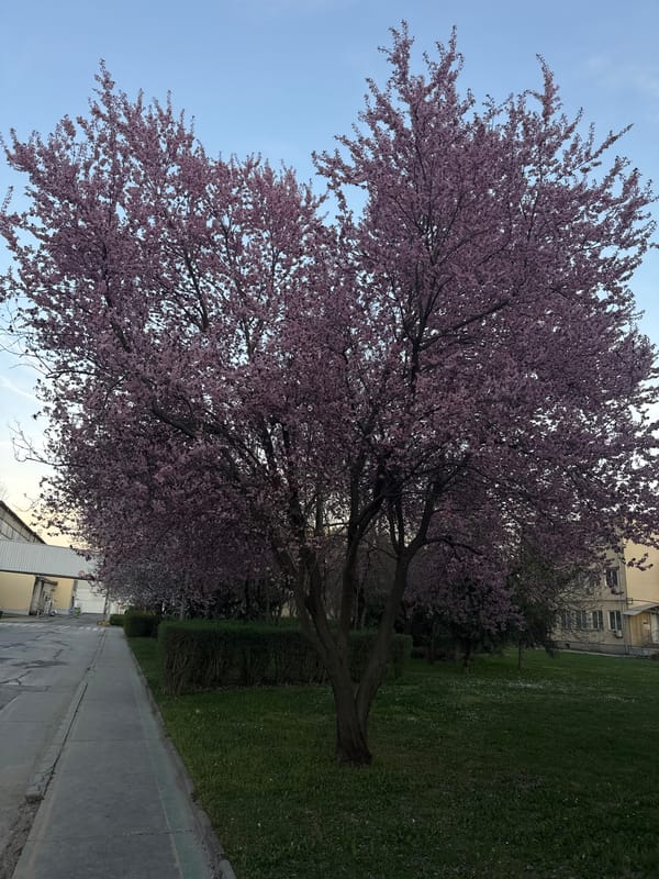 Cherry blossoms bloom along pathway in Beli Izvor, Bulgaria