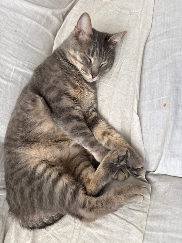 Cats napping across Puebla homes during evening hours
