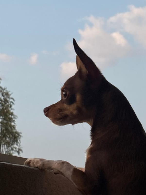 Late-night dog photos and residential views captured in Puebla