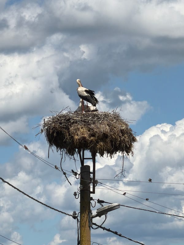 Wildlife and street life scenes from Kaolinovo Bulgaria