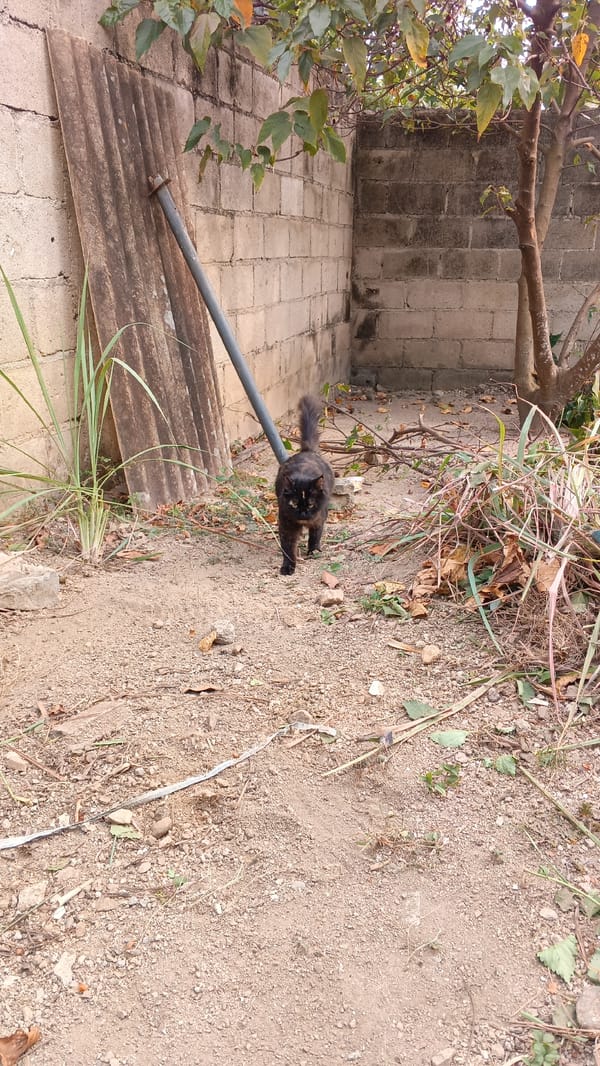 Quiet moments with sleeping cat in San Felipe residential area