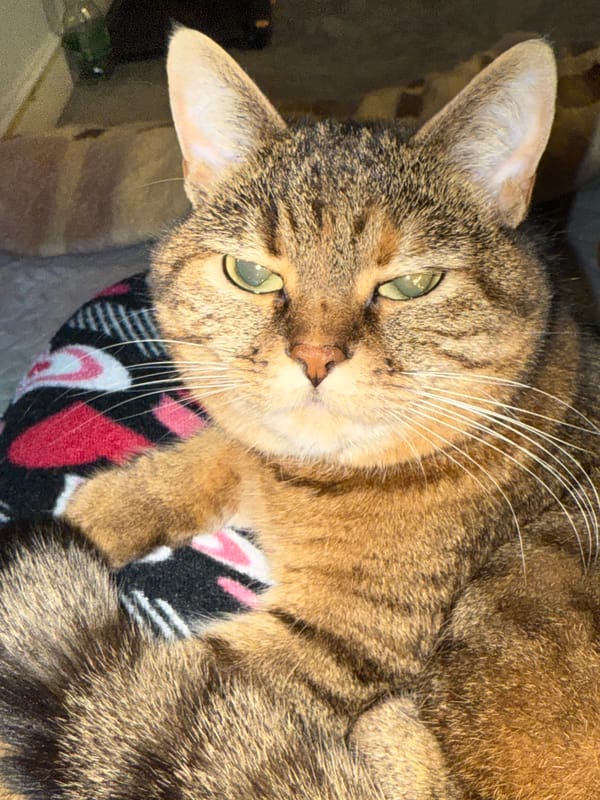 Tabby cat observed resting in multiple indoor locations