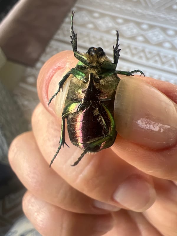 Rainy mountain valley day, plus a striking iridescent beetle