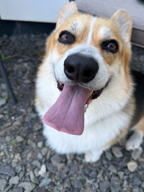 Corgi, coffee, and butterflies on a slow summer morning