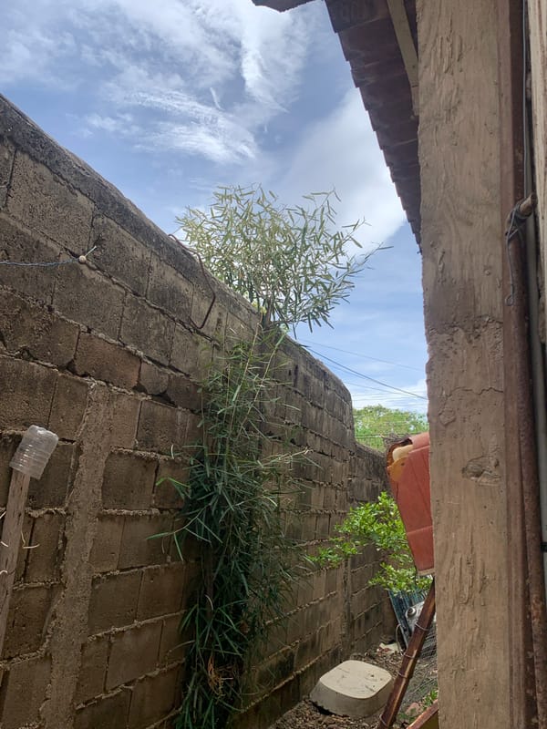 Street scenes and tortoise captured in Santa Ana, Venezuela