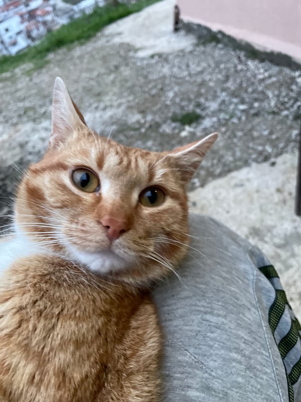 Cat and crystal formations documented in Zlatograd, Bulgaria