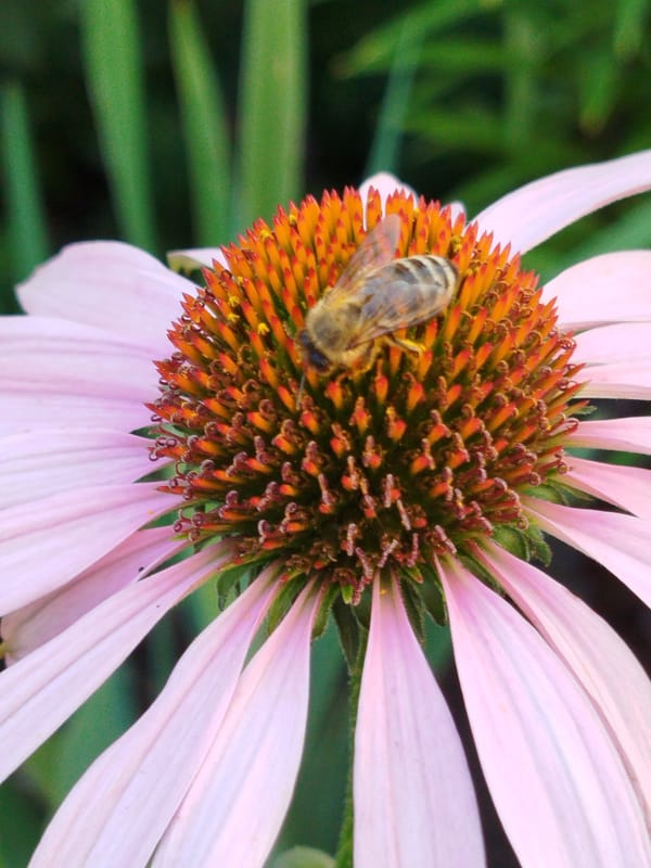 Bee and butterfly on pink coneflowers in Kemerovo