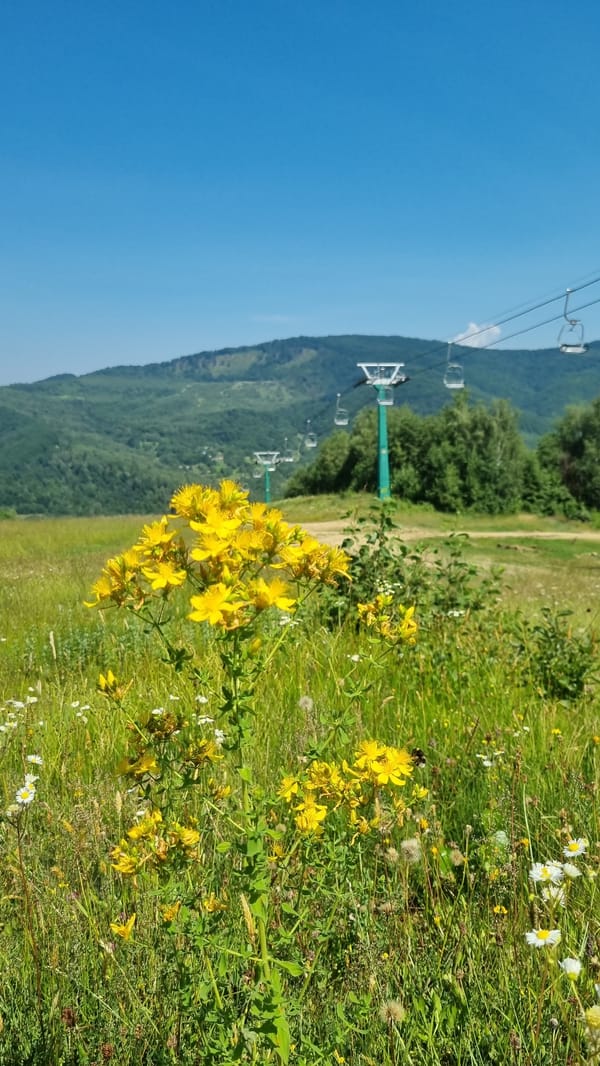 Vyshka resort in full summer bloom, lifts and wildflowers