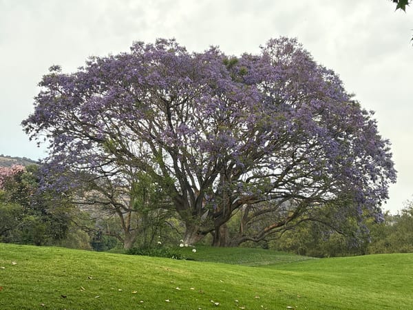 Blooming jacaranda tree documented in San Sebastian, Mexico