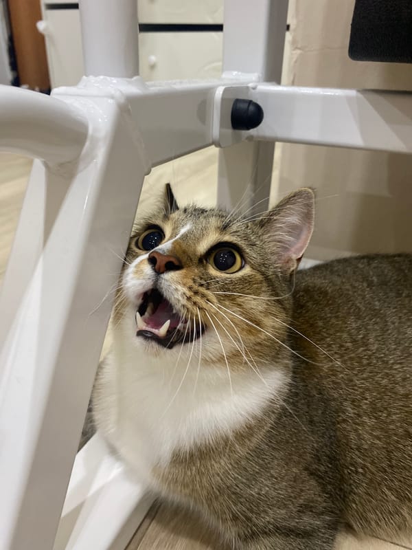 Tabby cat mid-meow, up close in Novokuybyshevsk