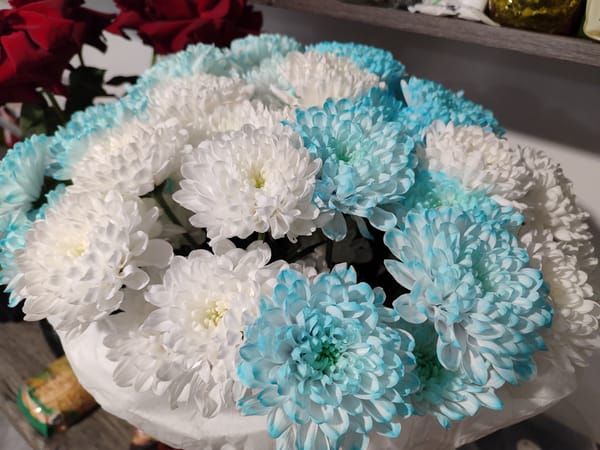 Chrysanthemum bouquet photographed in Izhevsk, Russia