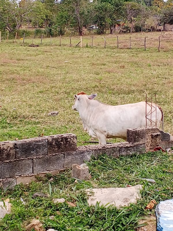 Evening scenes captured around Tinaquillo: tortoises, swimming, local life