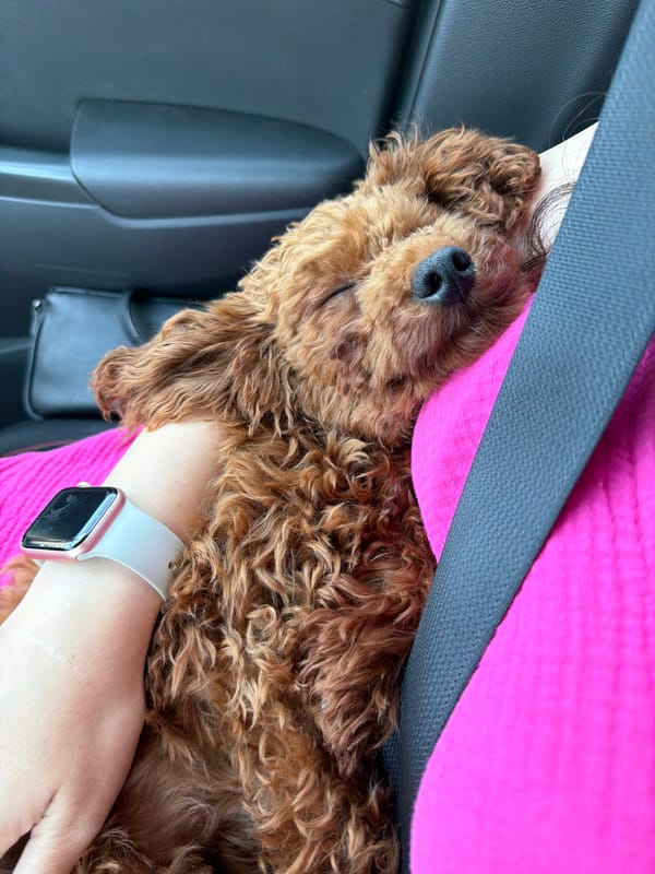 Curly brown dog napping on a chest in Bulgaria