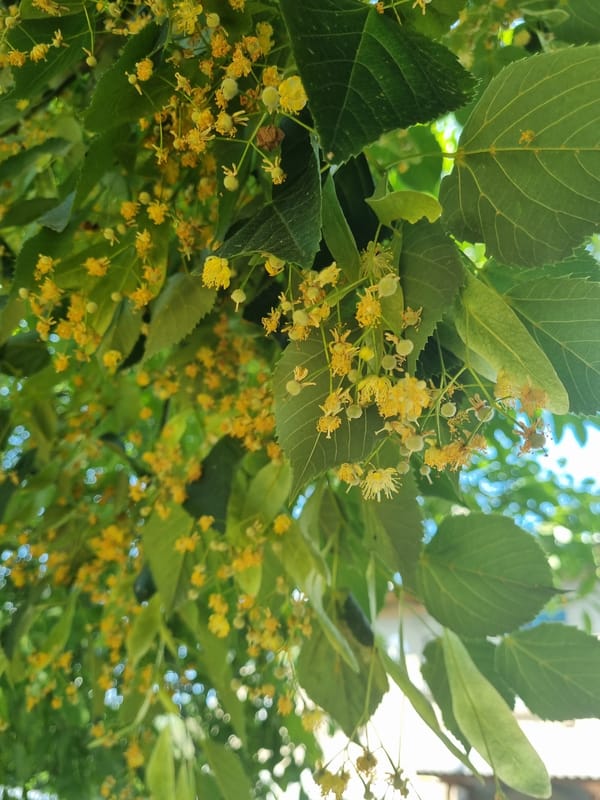 Close-up details: garden blooms, ripe berries, and plush toys