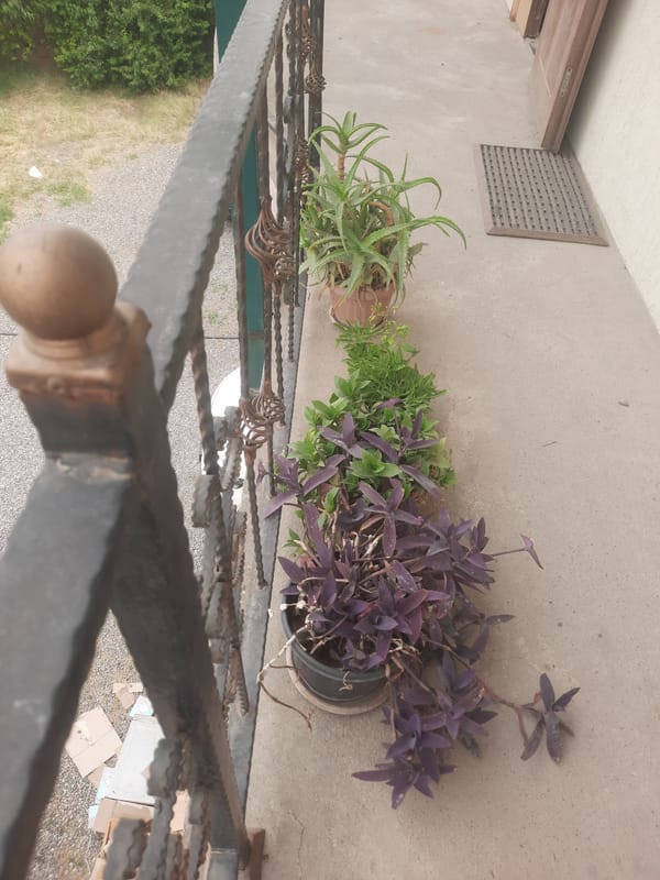 Balcony plants and a parked Jura taxi on a gravel road
