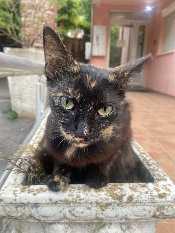 Cat rests among savoy cabbages in garden planter