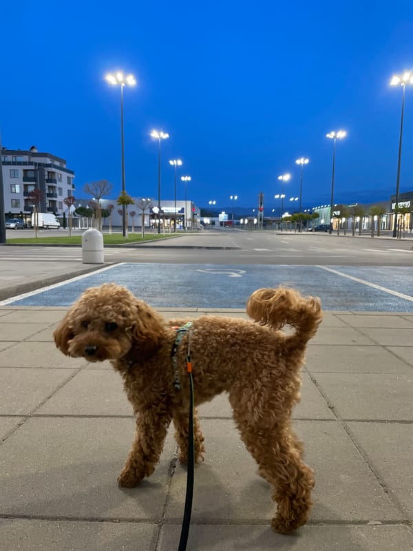 Brown poodle spotted on walkway in Pazardzhik, Bulgaria