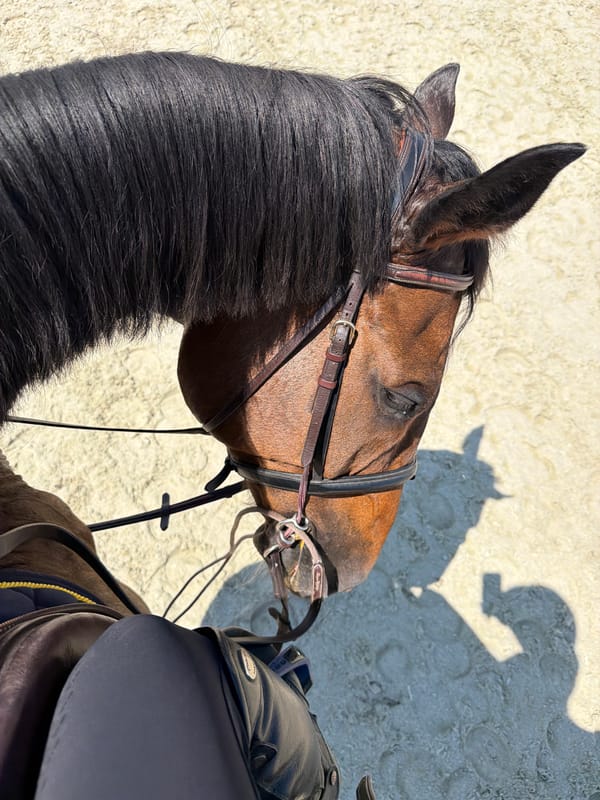 Morning equestrian training session documented in Tsaratsovo, Bulgaria