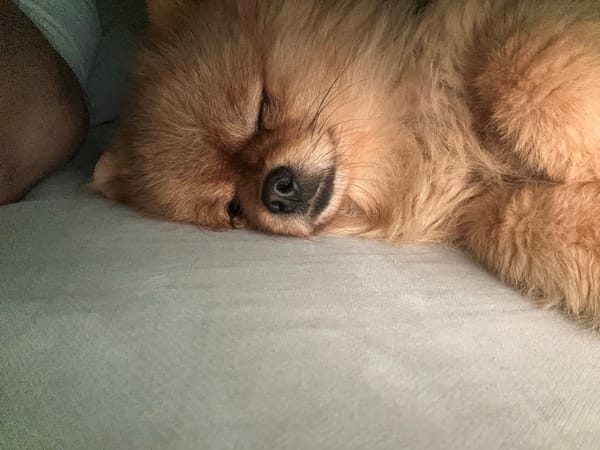 Pomeranian enjoys dramatic sunset views over Asenovgrad, Bulgaria