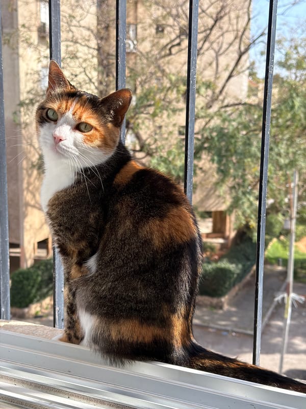 Calico Cat Spotted on Tel Aviv Balcony Railing