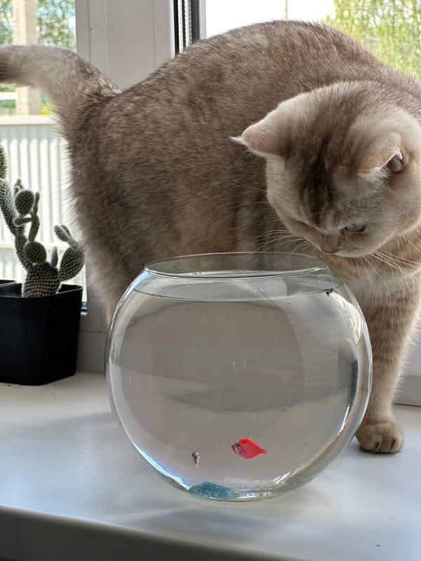Cat watches pink fish in bowl on windowsill
