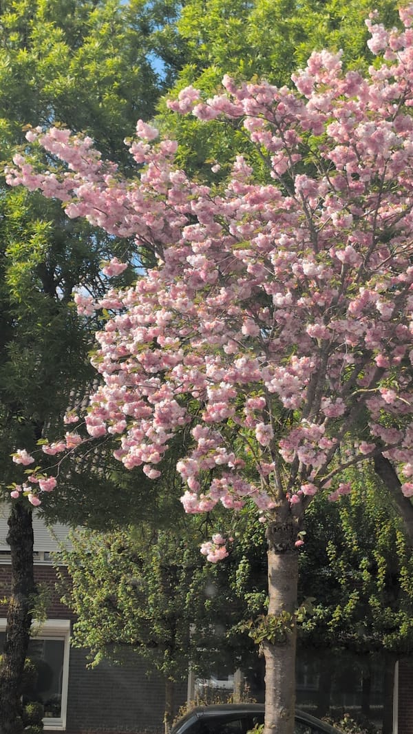 Cherry blossom tree blooms in Venray, Netherlands