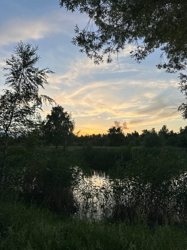 Peaceful sunset documented along Omsk riverbank with swimming ducks