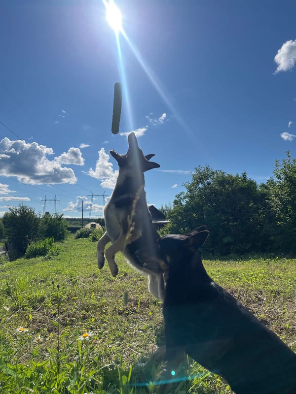 Dogs playing in the sun on a summer afternoon in Nizhny Tagil
