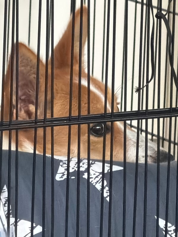 Dogs photographed in cages and shelters across Jordan