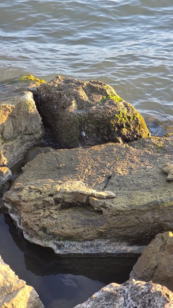 Rocky coastline with moss documented in Fethiye harbor area