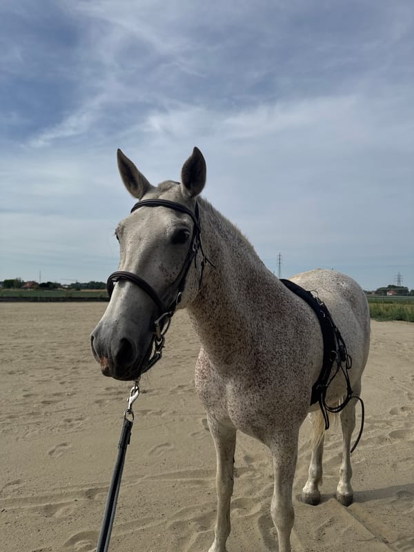 Dappled grey horse tacked up in Belgian outdoor arena