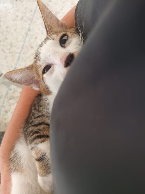 Kitten receives veterinary care at Thong Sala clinic