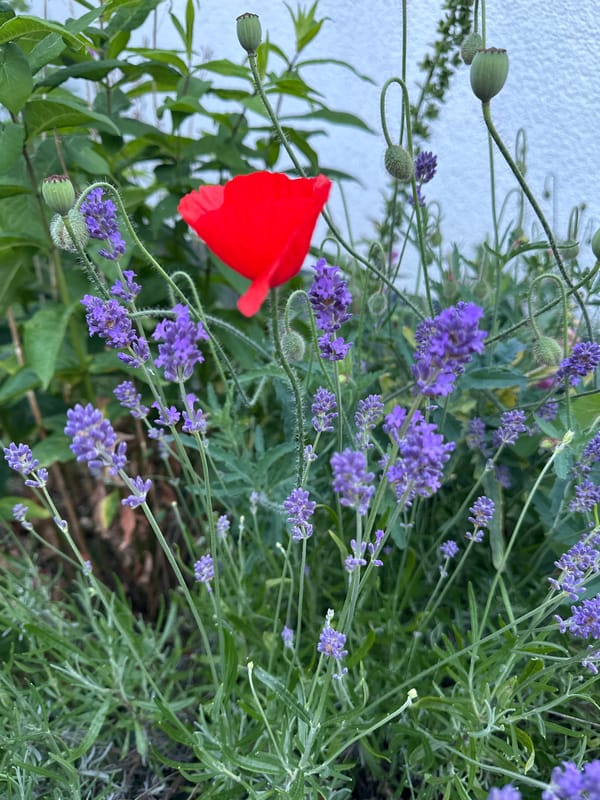 Evening garden walk documented through residential Krefeld neighborhoods