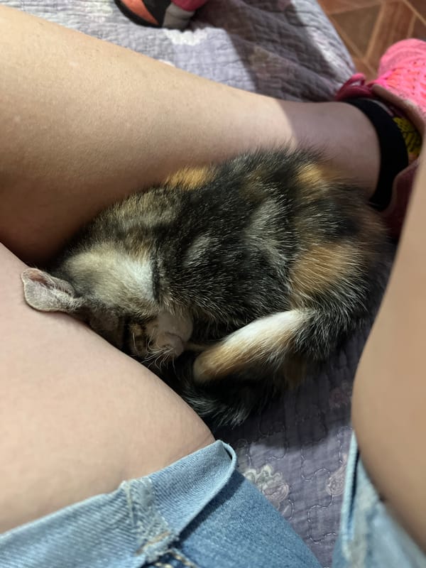 Tricolor kitten sleeps peacefully while being cradled in Arica