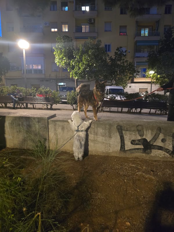 Two leashed dogs spotted in Cornellà de Llobregat evening