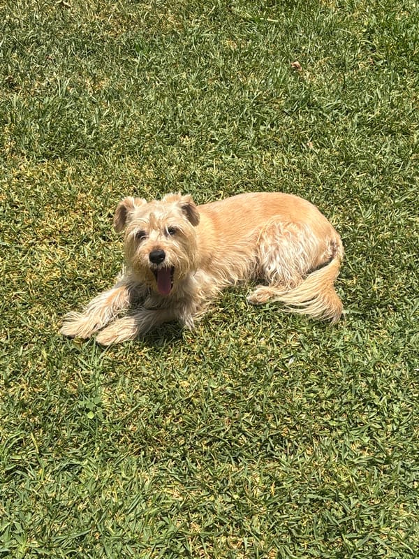 Dog rests on grass in Mexican town