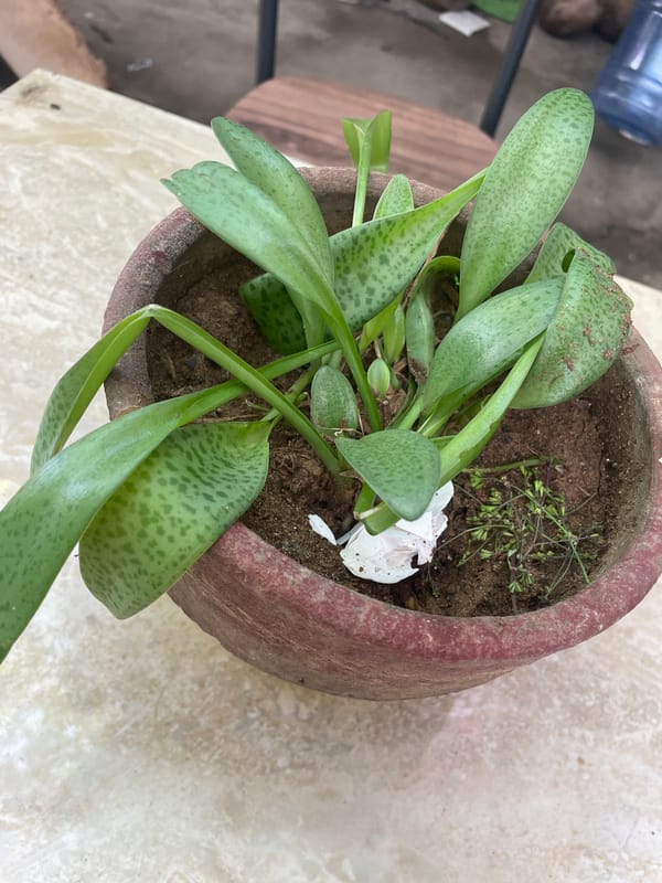 Morning routine: selfies, homemade food, houseplants in Davao City