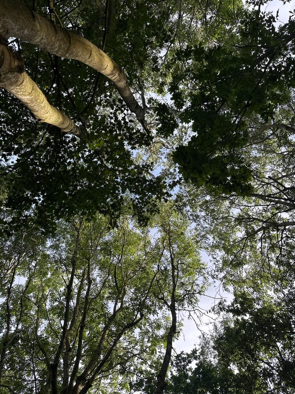 Afternoon wander through a leafy southwest London woodland