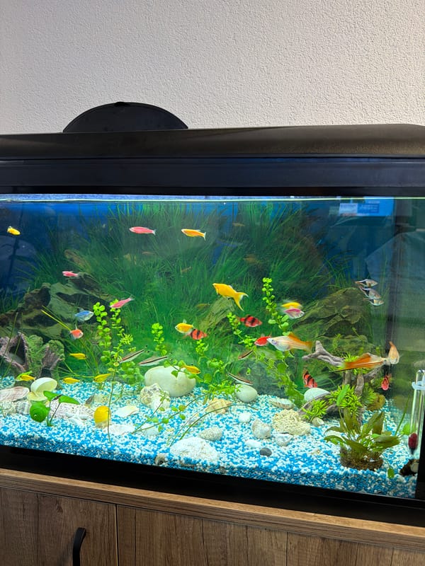 Well-maintained home aquarium documented in Rosen, Bulgaria