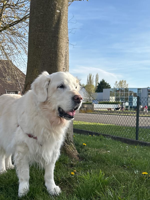 Dogs spotted enjoying afternoon outdoors in Truchtersheim, France