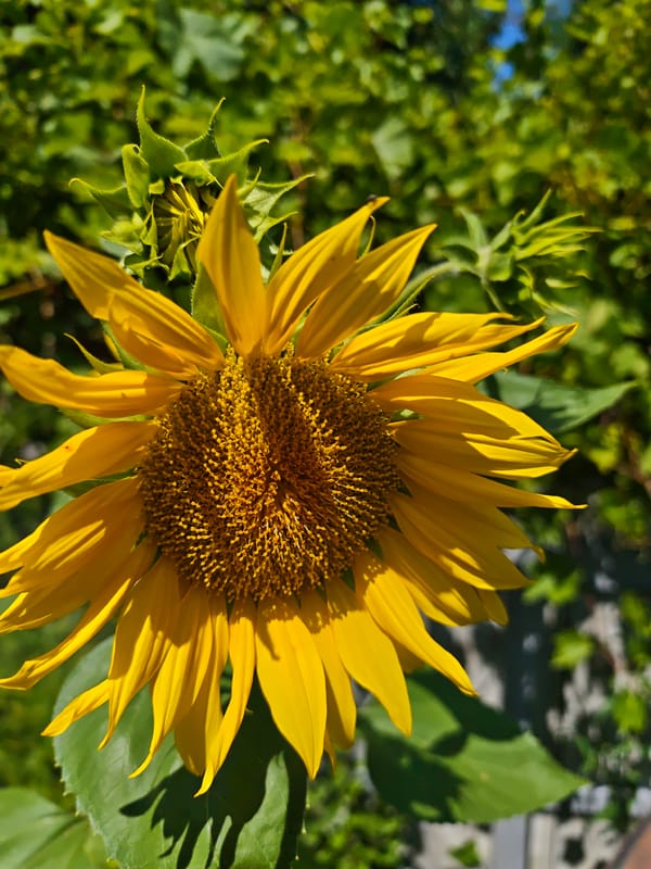 Summer garden flowers in full bloom, Parkhomivka, Ukraine
