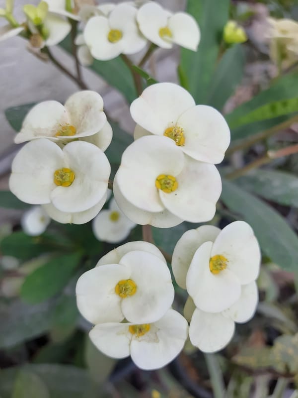 Cairo resident photographs white daisies in garden setting
